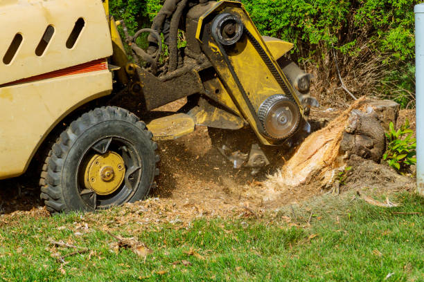  Ilco, WA Tree Service Pros